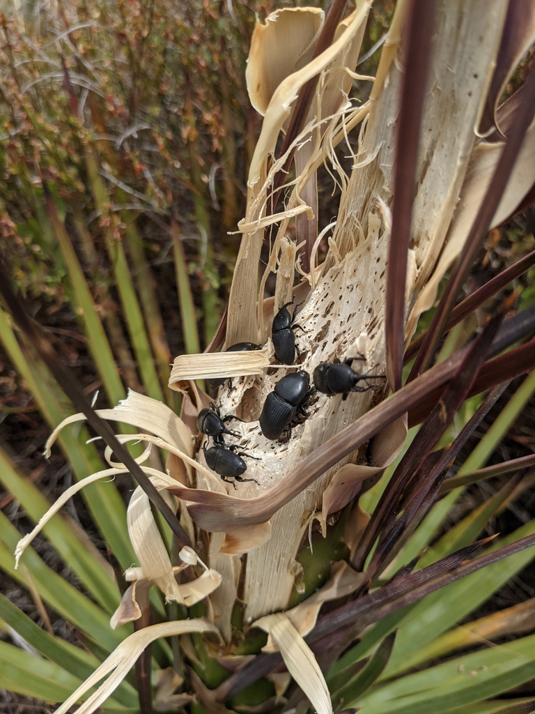 Yucca Weevil