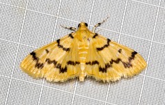 Dichocrocis clytusalis