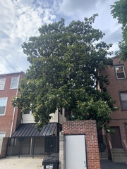 Magnolia grandiflora