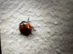 Coccinella septempunctata