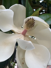 Magnolia grandiflora