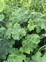 Solanum campechiense
