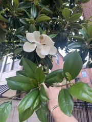 Magnolia grandiflora