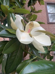 Magnolia grandiflora