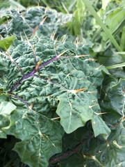Solanum campechiense