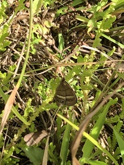 Yphthimoides maepius