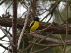 Coccothraustes abeillei