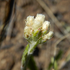 Antennaria rosea confinis
