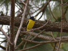 Coccothraustes abeillei