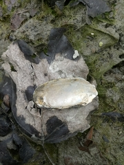 Unio elongatulus