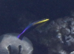 Labroides phthirophagus