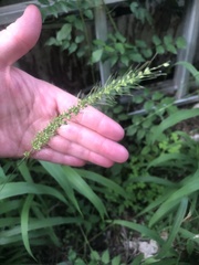 Setaria scheelei