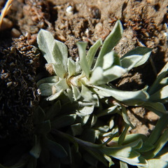 Antennaria rosea confinis