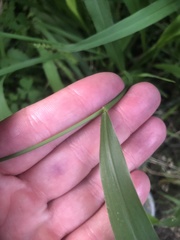 Setaria scheelei
