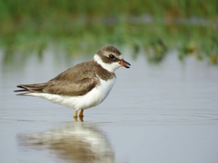 Charadrius semipalmatus