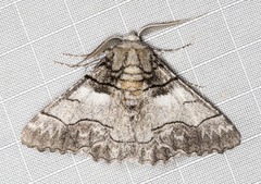 Hypobapta diffundens