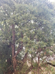 Ehretia latifolia
