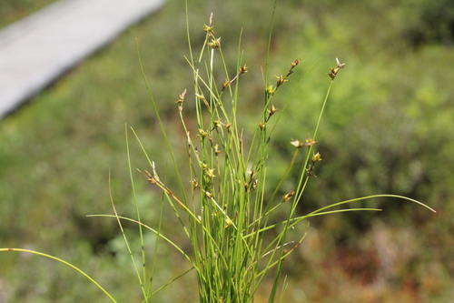 Prickly bog sedge (Carex atlantica)