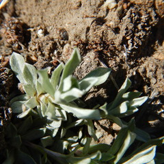 Antennaria rosea confinis