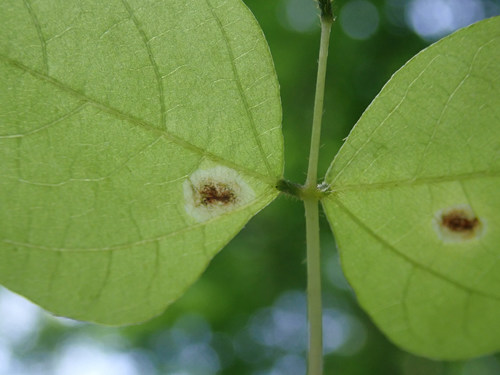 Leucanthiza amphicarpeaefoliella photo 2