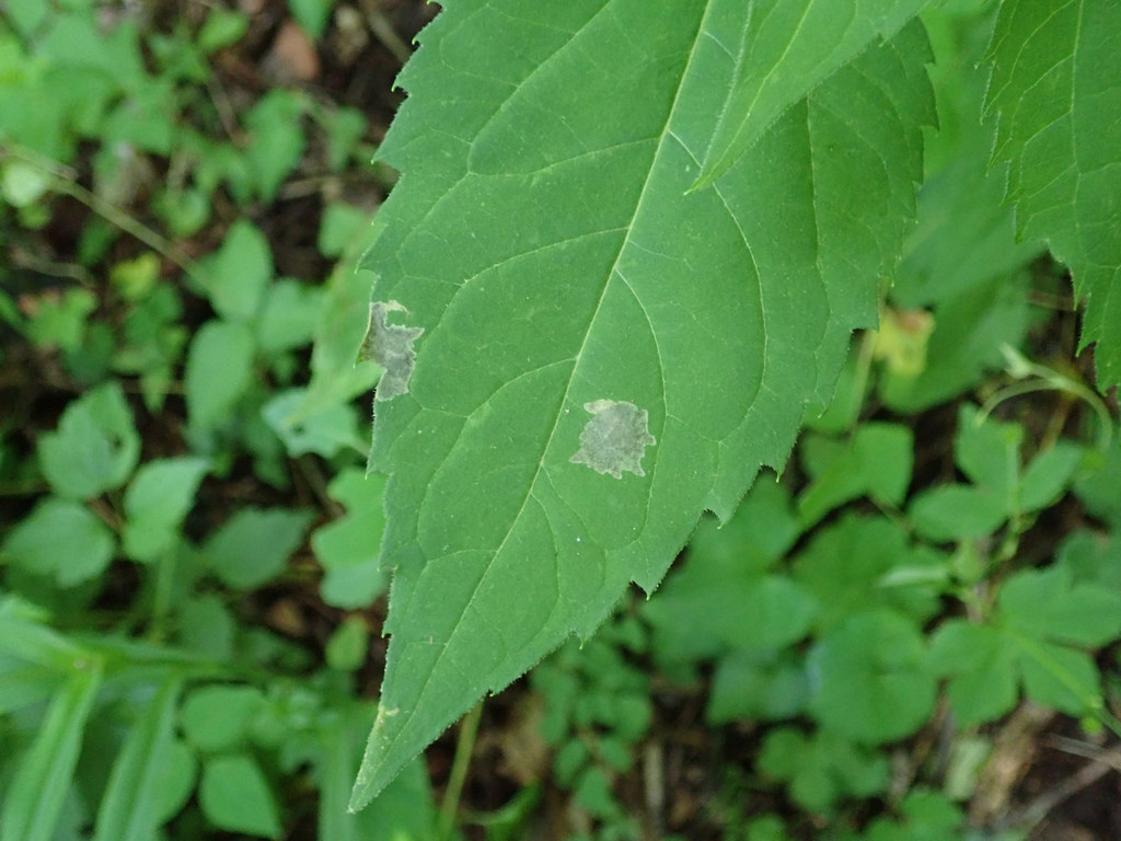 Astrotischeria heliopsisella