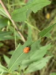 Harmonia axyridis
