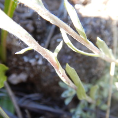 Antennaria rosea confinis