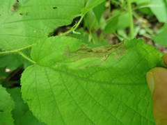 Orchestes mixtus