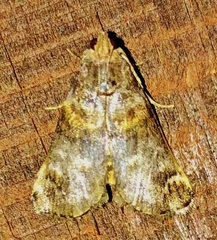 Oneida lunulalis