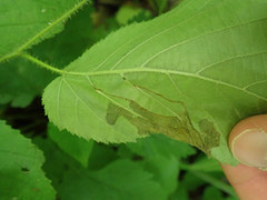 Orchestes mixtus