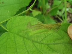 Orchestes mixtus