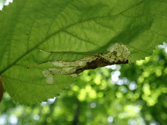 Orchestes mixtus