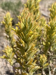 Castilleja flava flava