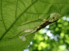 Orchestes mixtus