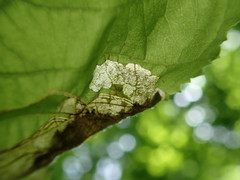 Orchestes mixtus