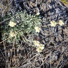 Antennaria rosea confinis