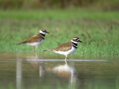 Charadrius vociferus