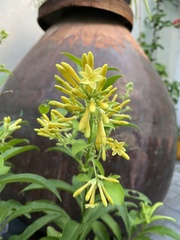 Cestrum nocturnum