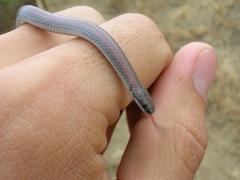Contia tenuis