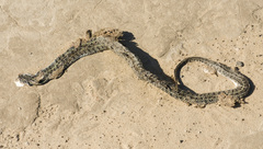 Lygophis anomalus