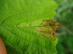Orchestes mixtus