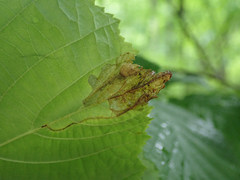 Orchestes mixtus