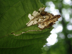 Orchestes mixtus