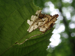 Orchestes mixtus