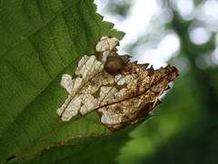 Orchestes mixtus