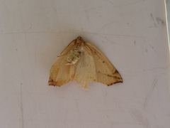 Neoterpes edwardsata