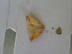 Neoterpes edwardsata