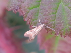 Schreckensteinioidea