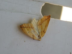 Neoterpes edwardsata