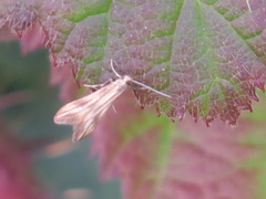 Schreckensteinioidea